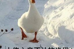 娱乐吃瓜酱鸭鸭视频大全,盘点热门视频大全